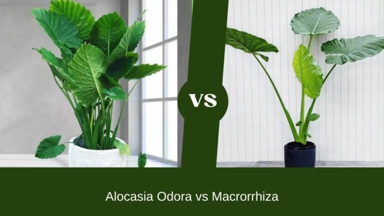 Alocasia Odora vs Macrorrhiza: What’s So Different?