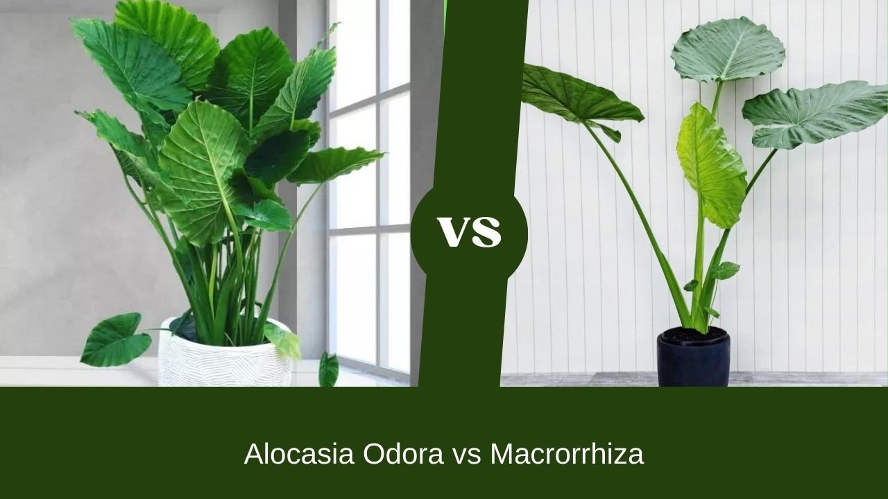 Alocasia Odora vs Macrorrhiza