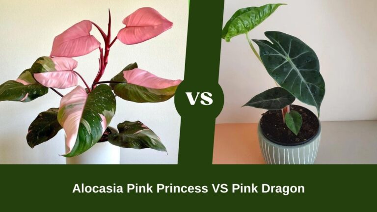 Alocasia Pink Princess VS Pink Dragon: Which One is Much Better?