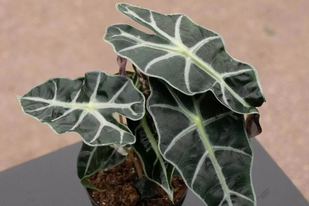 Alocasia Polly
