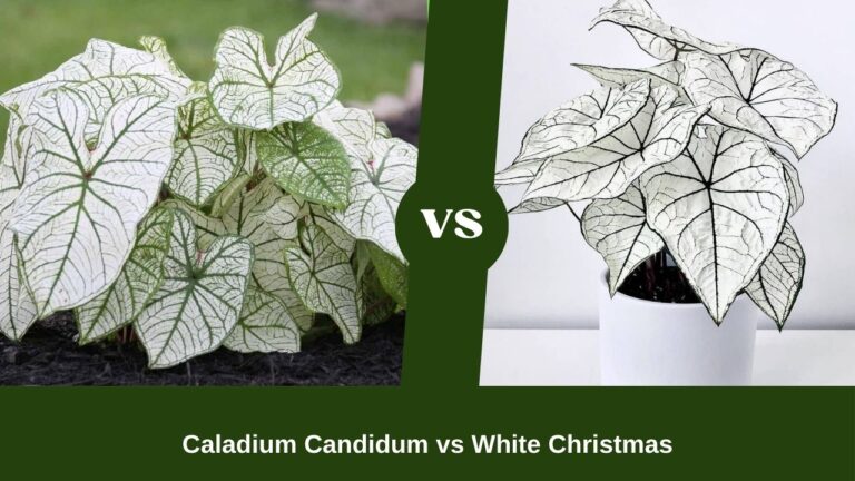 Caladium Candidum vs White Christmas – Candidums Are Best for Minimalistic Setup!