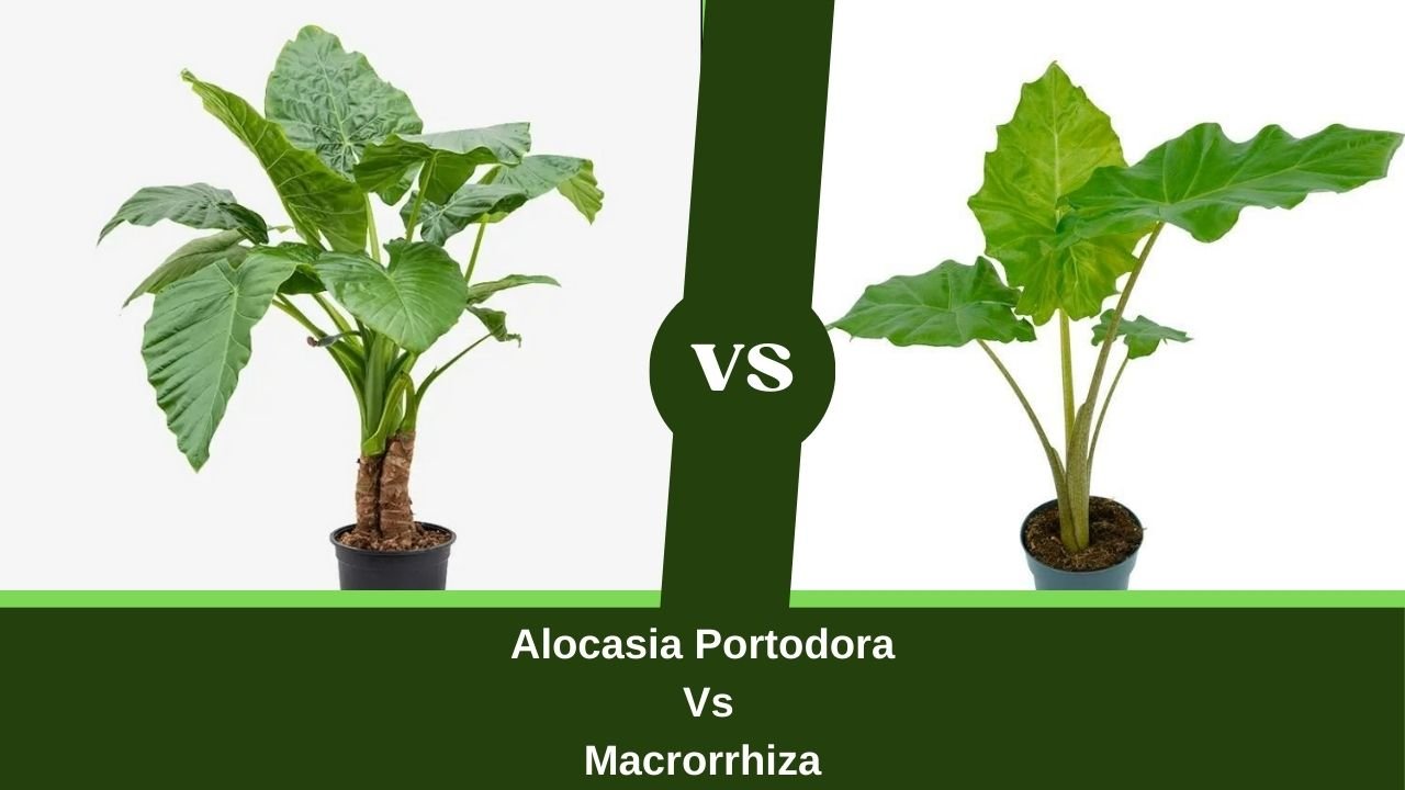 Alocasia Portodora Vs Macrorrhiza