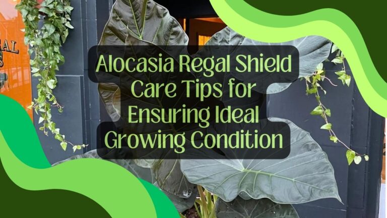 Alocasia Regal Shield Care Tips for Ideal Growing Condition