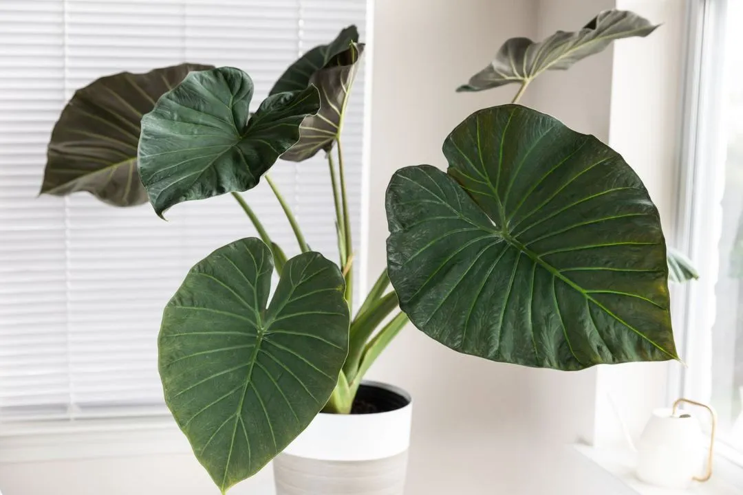 Alocasia Regal Shields