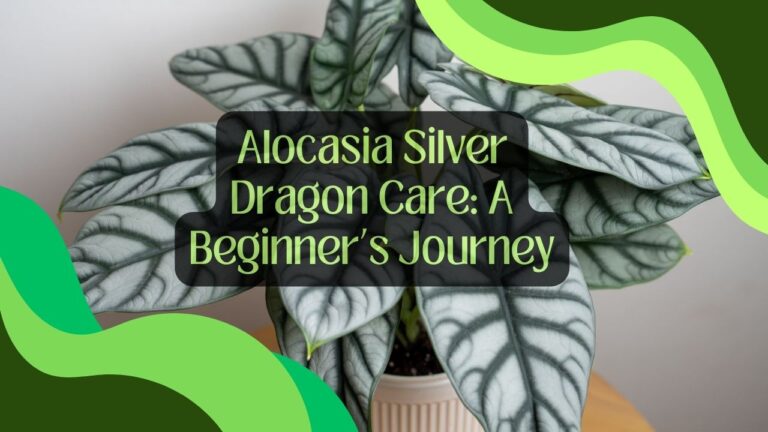 Alocasia Silver Dragon Care: A Beginner’s Journey