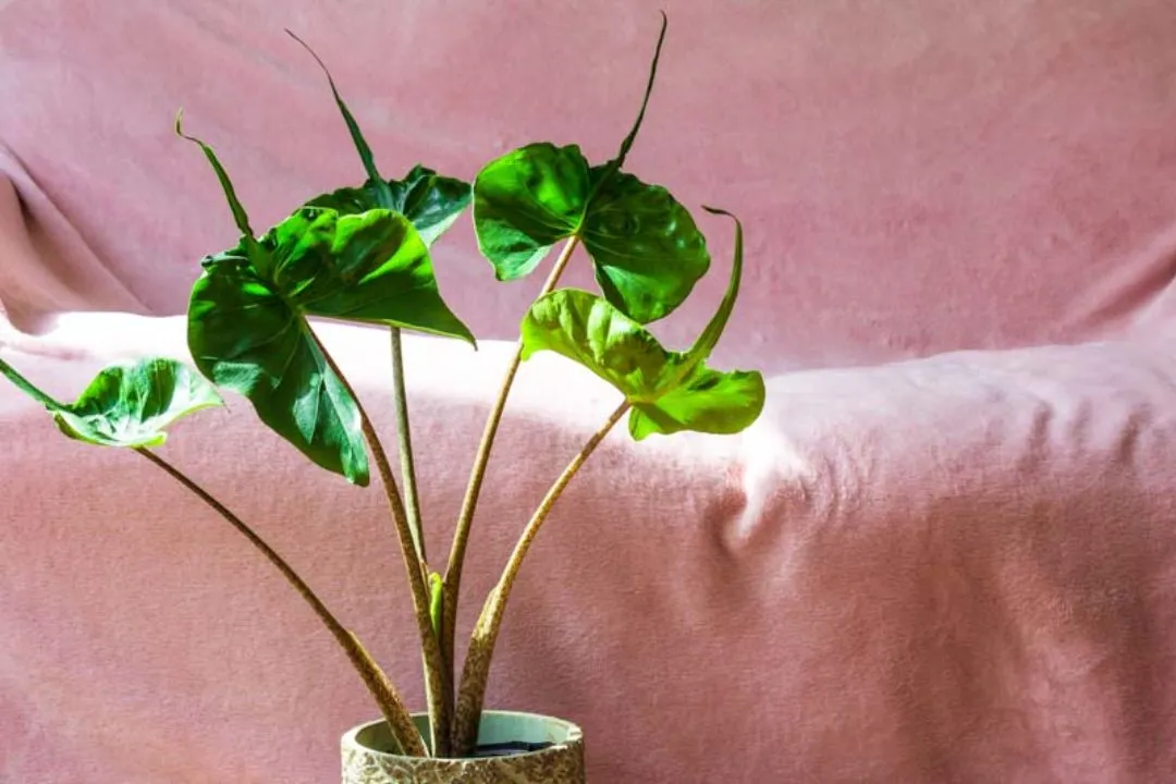 Alocasia Stingray