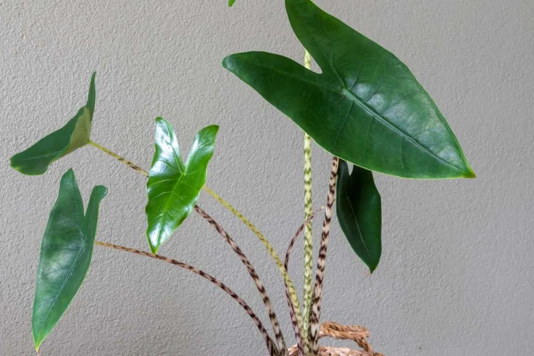 Alocasia Zebrina