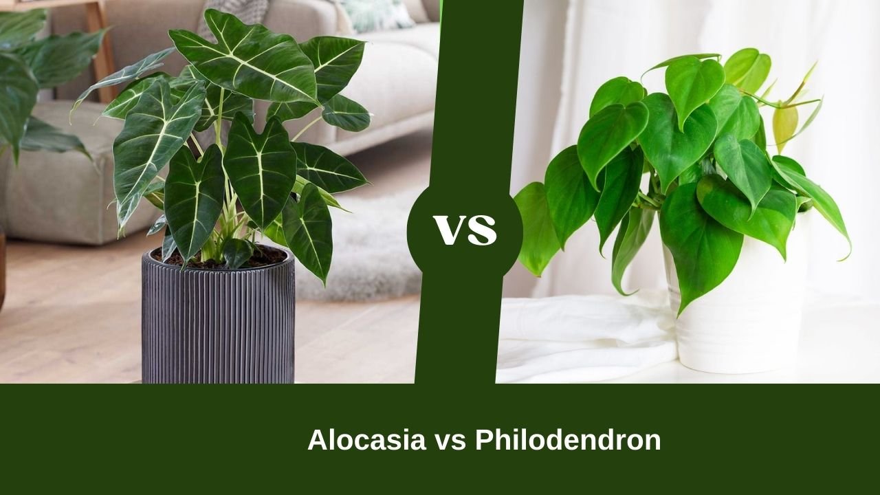 Alocasia vs Philodendron