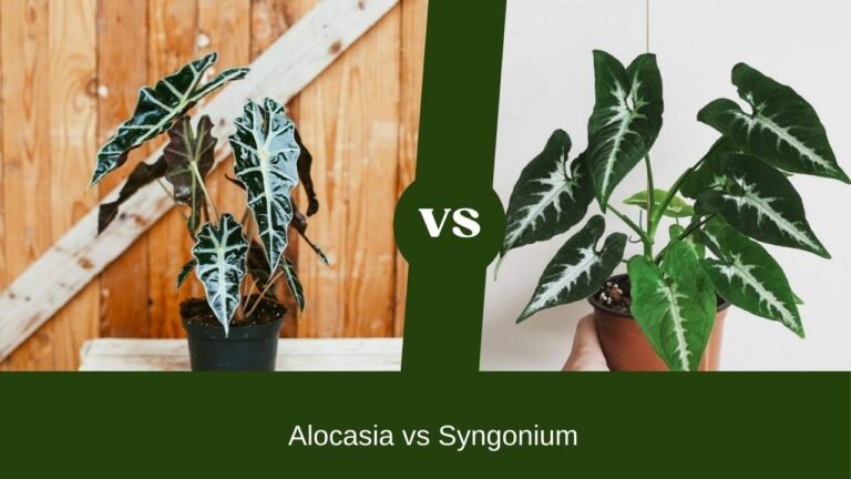 Alocasia vs Syngonium – Beginner-Friendly vs. Showstopper?