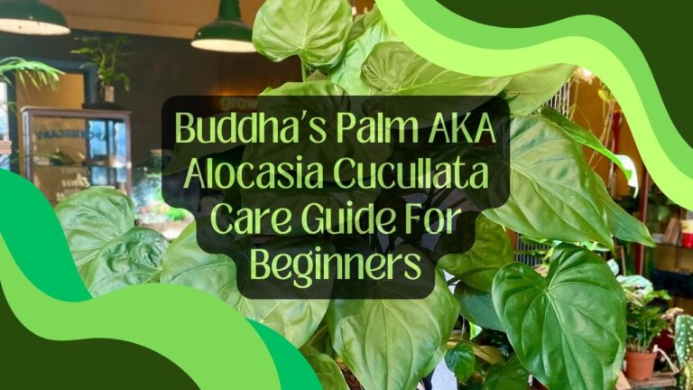 Buddha’s Palm AKA Alocasia Cucullata Care Guide For Beginners