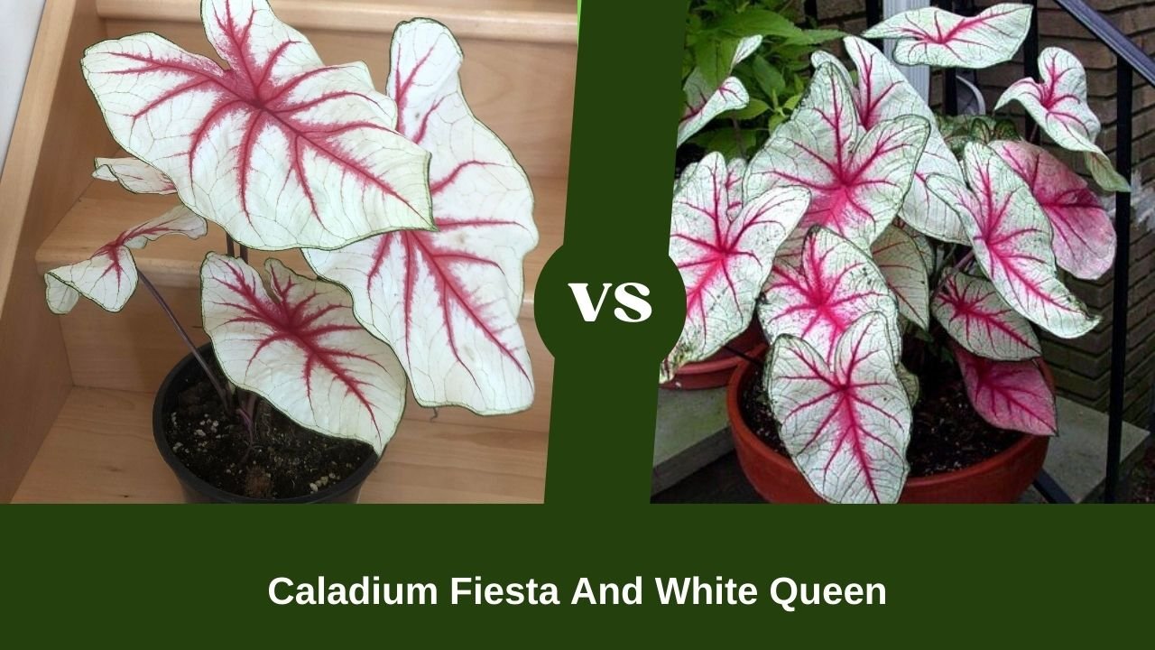 Caladium Fiesta And White Queen