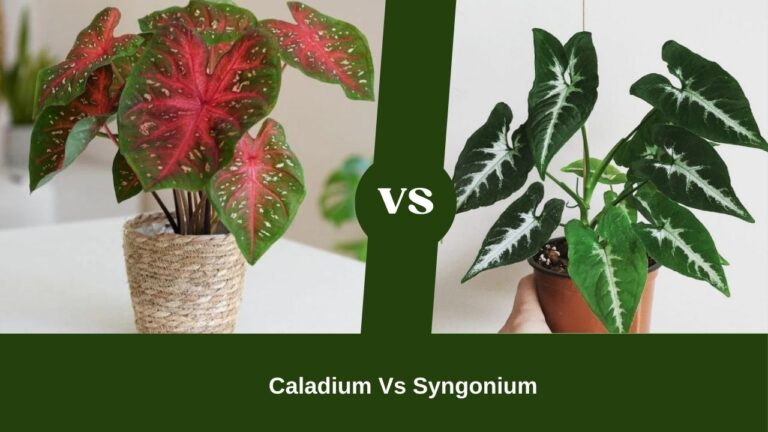 Caladium Vs Syngonium – Syngonium Will Be A Beginner Bet!