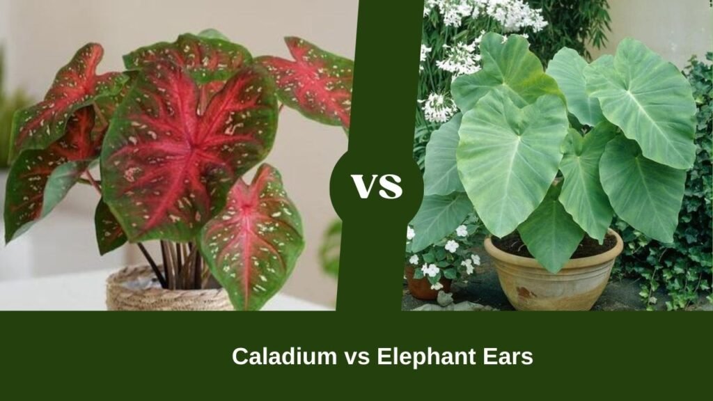 Caladium vs Elephant Ears