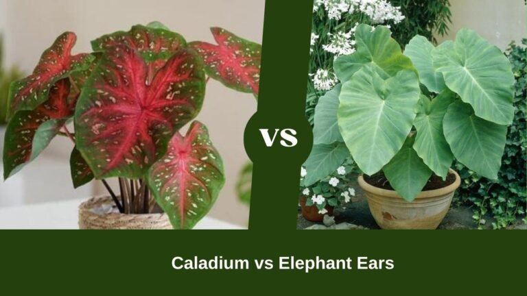 Caladium vs Elephant Ears: A Detailed Comparison for Plant Lovers