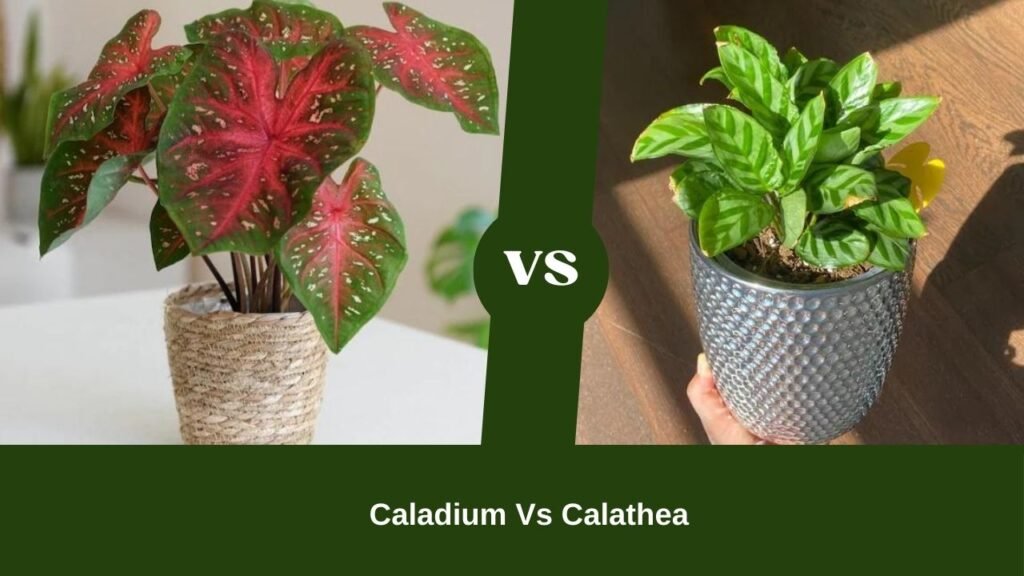 A Clear Picture Of Caladium Vs Calathea Debate [Including 5 Best Plants Recommendations!]