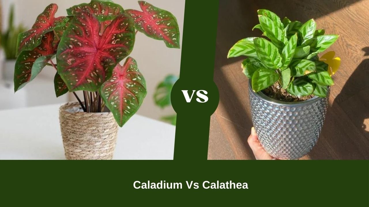 A Clear Picture Of Caladium Vs Calathea Debate [Including 5 Best Plants Recommendations!]