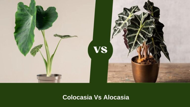 8 Colocasia Vs Alocasia Debating Traits Explained