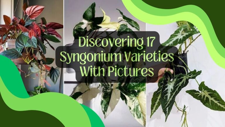 Discovering 17 Syngonium Varieties With Pictures