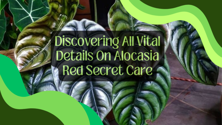 Discovering All Vital Details On Alocasia Red Secret Care