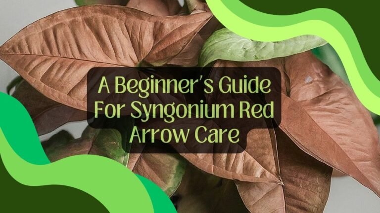 A Beginner’s Guide For Syngonium Red Arrow Care