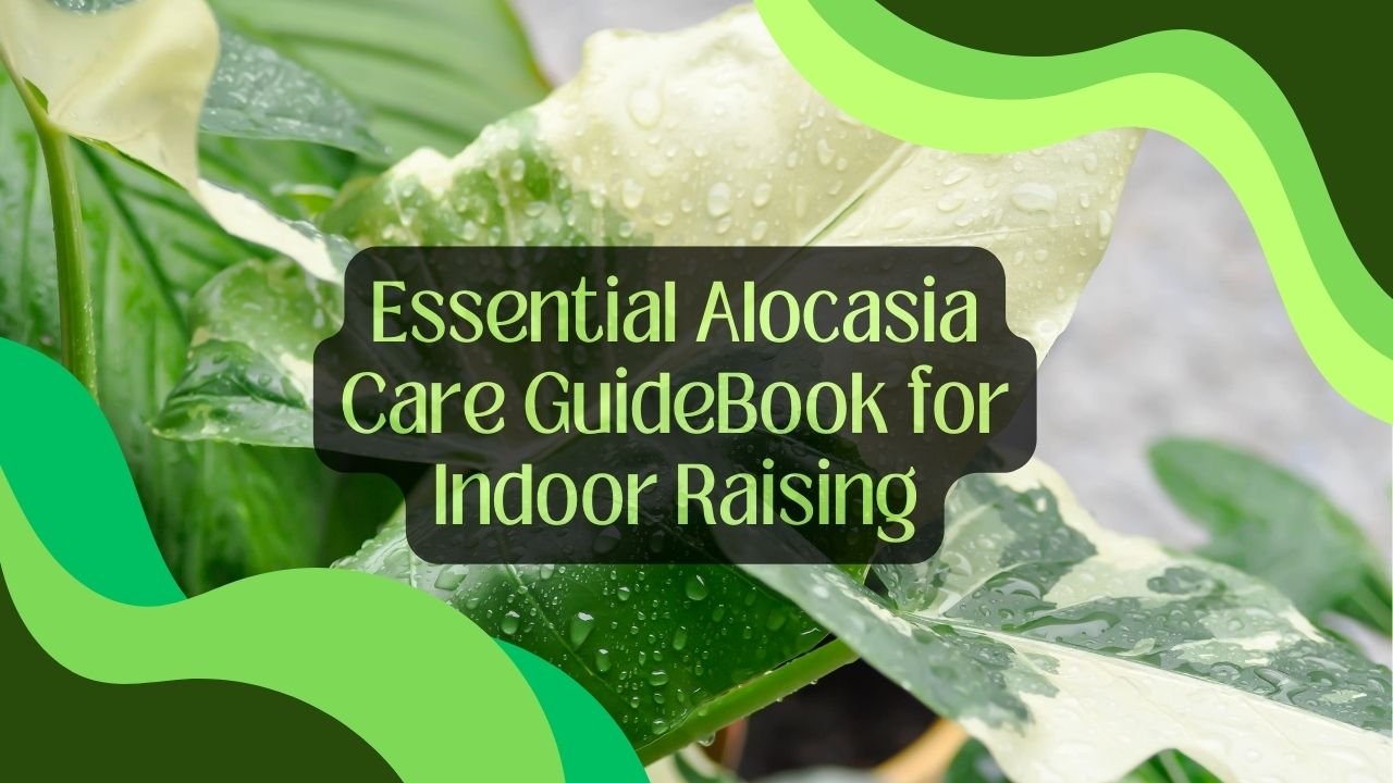 Alocasia Care GuideBook for Indoor Raising