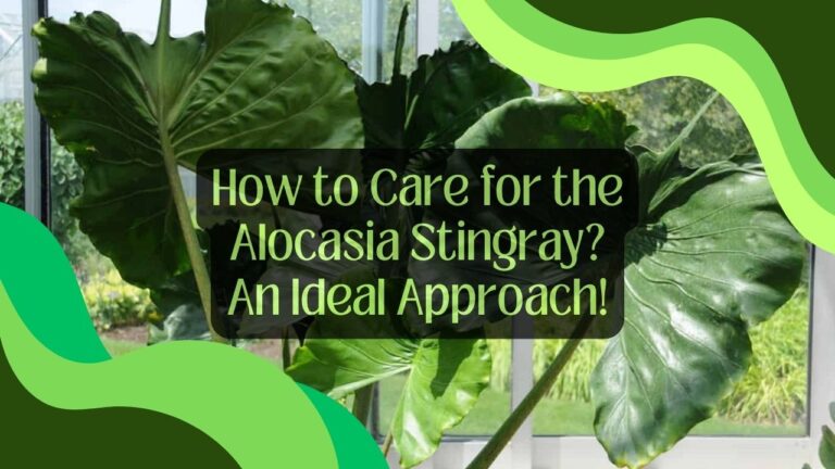 How to Care for the Alocasia Stingray? An Ideal Approach!