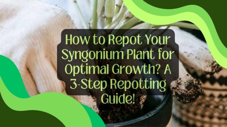 How to Repot Your Syngonium Plant for Optimal Growth? A 3-Step Repotting Guide!