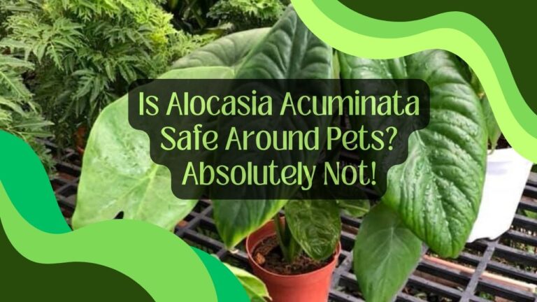 Is Alocasia Acuminata Safe Around Pets? Absolutely Not!