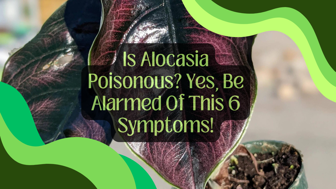 Is Alocasia Poisonous? Yes, Be Alarmed Of This 6 Symptoms!