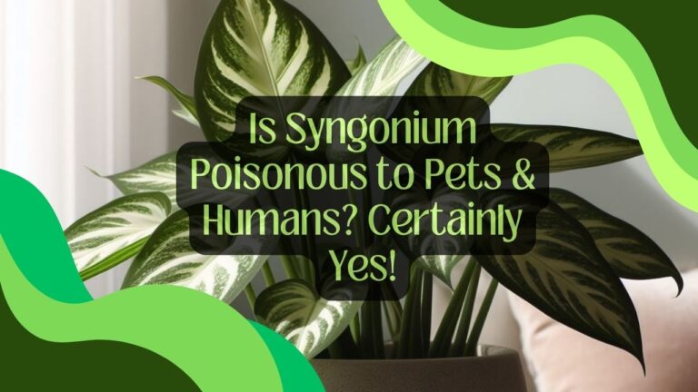 Is Syngonium Poisonous to Pets & Humans? Certainly Yes!