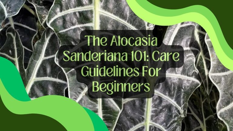 The Alocasia Sanderiana 101: Care Guidelines For Beginners