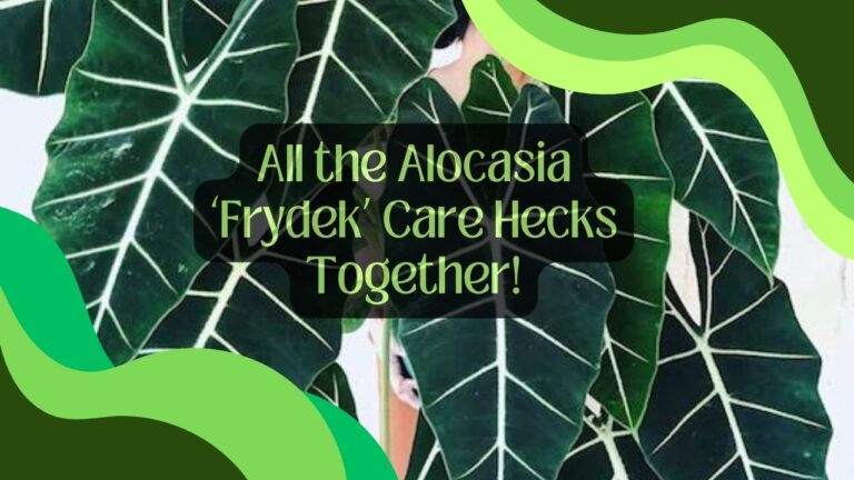 All the Alocasia ‘Frydek’ Care Hecks Together!