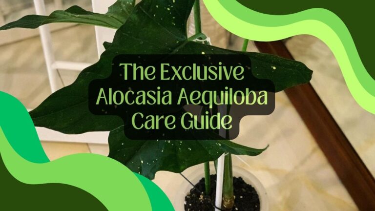 The Exclusive Alocasia Aequiloba Care Guide