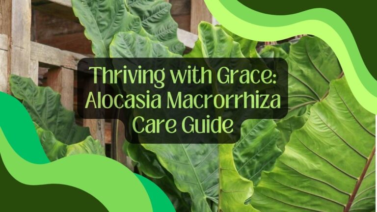 Thriving with Grace: Alocasia Macrorrhiza Care Guide