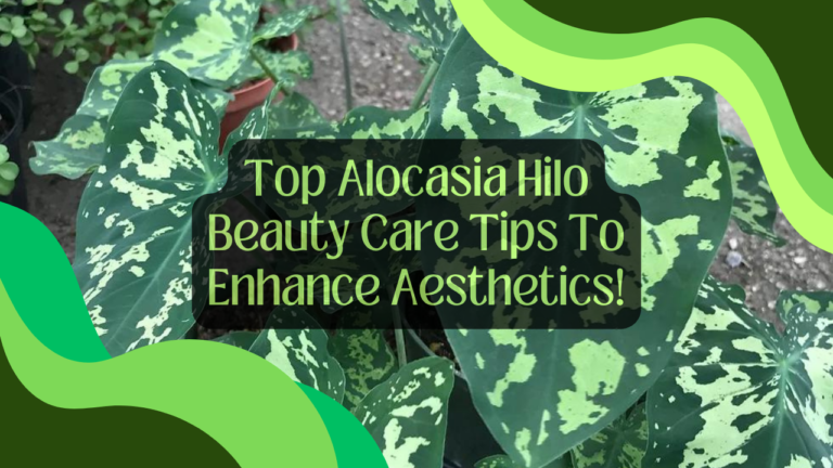 Top Alocasia Hilo Beauty Care Tips To Enhance Aesthetics!
