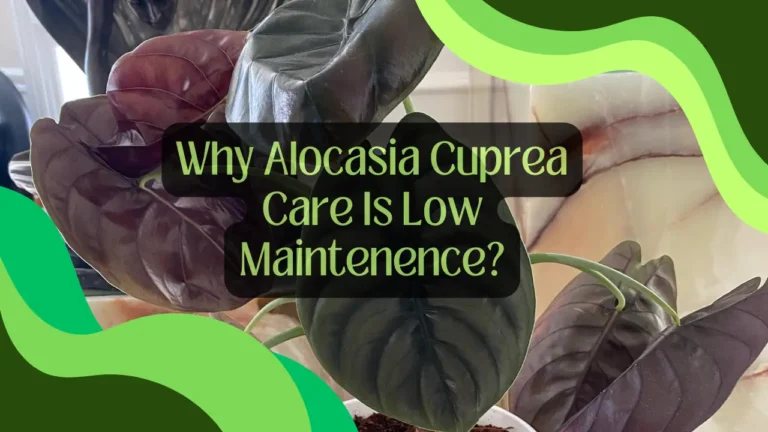 Why Alocasia Cuprea Care Is Low Maintenence?