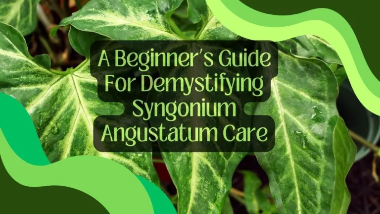 A Beginner’s Guide For Demystifying Syngonium Angustatum Care