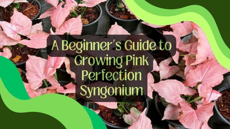 A Beginner’s Guide to Growing Pink Perfection Syngonium