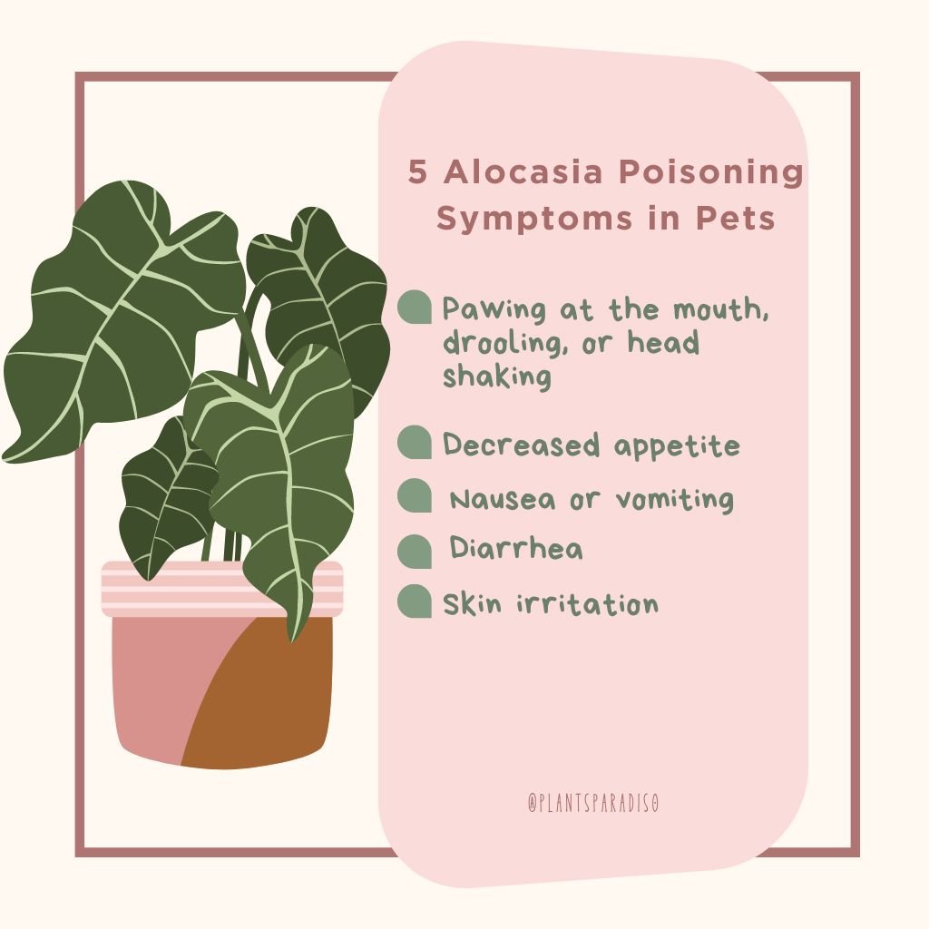 5 Alocasia Poisoning Symptoms in Pets