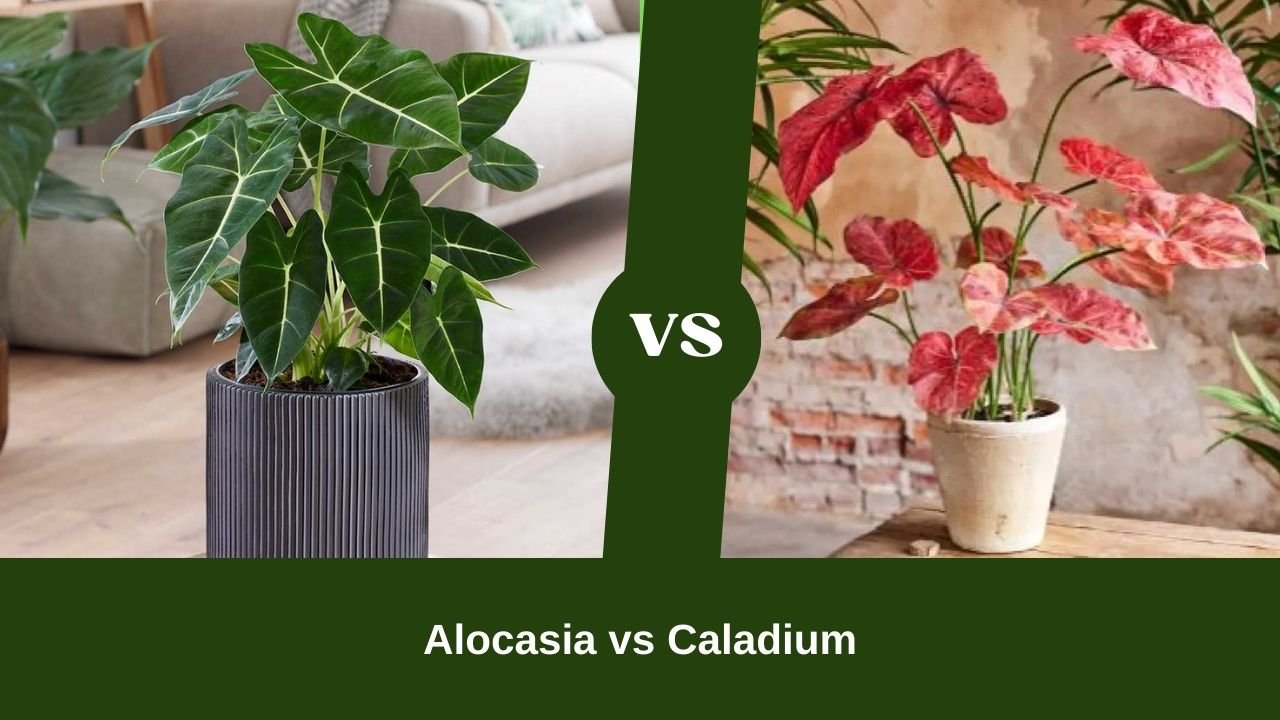 Difference between alocasia and caladium