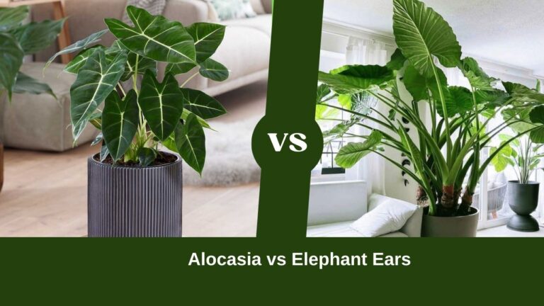 Alocasia vs Elephant Ears: A Foliage Showdown of Garden Splendor