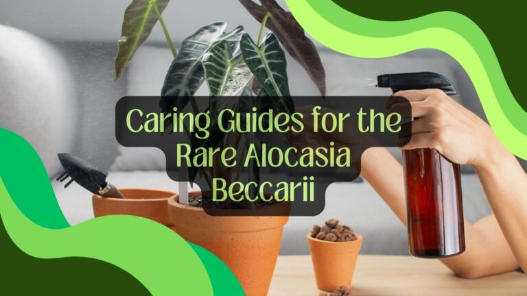 Caring Guides for the Rare Alocasia Beccarii