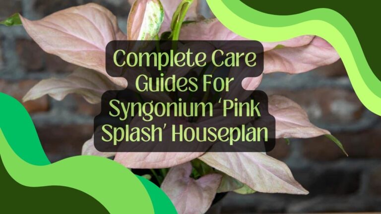 Complete Care Guides For Syngonium ‘Pink Splash’ Houseplan