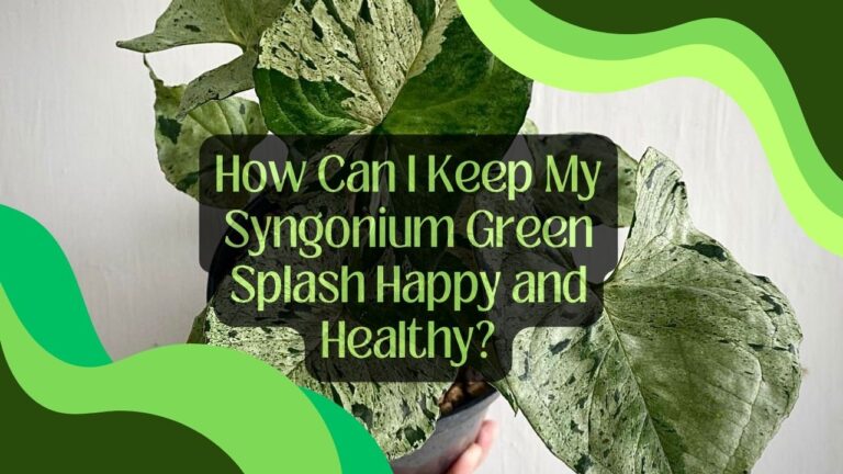 How Can I Keep My Syngonium Green Splash Happy and Healthy?