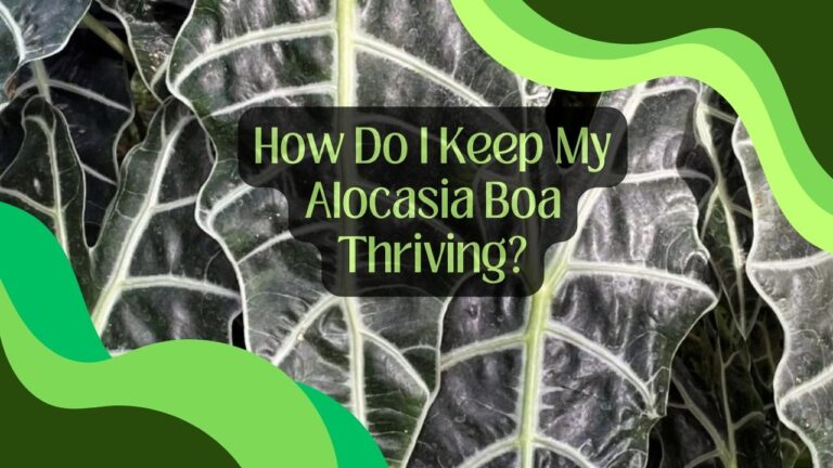 How Do I Keep My Alocasia Boa Thriving?