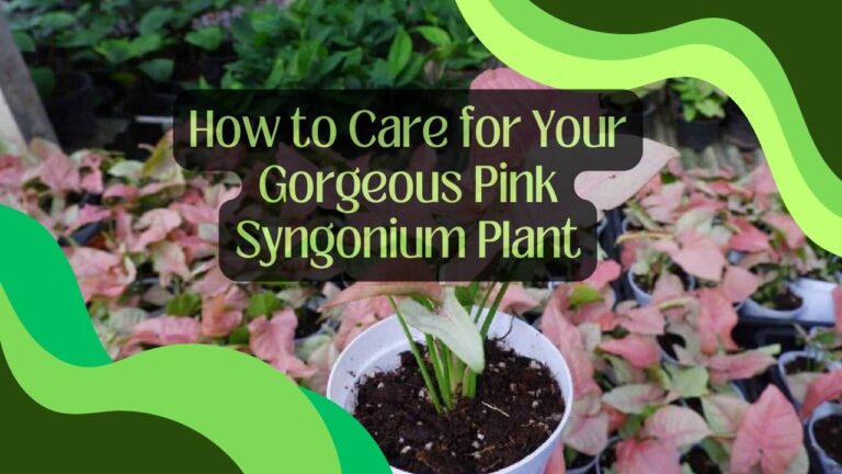 How to Care for Your Gorgeous Pink Syngonium Plant