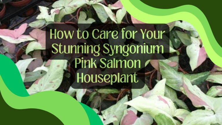How to Care for Your Stunning Syngonium Pink Salmon Houseplant