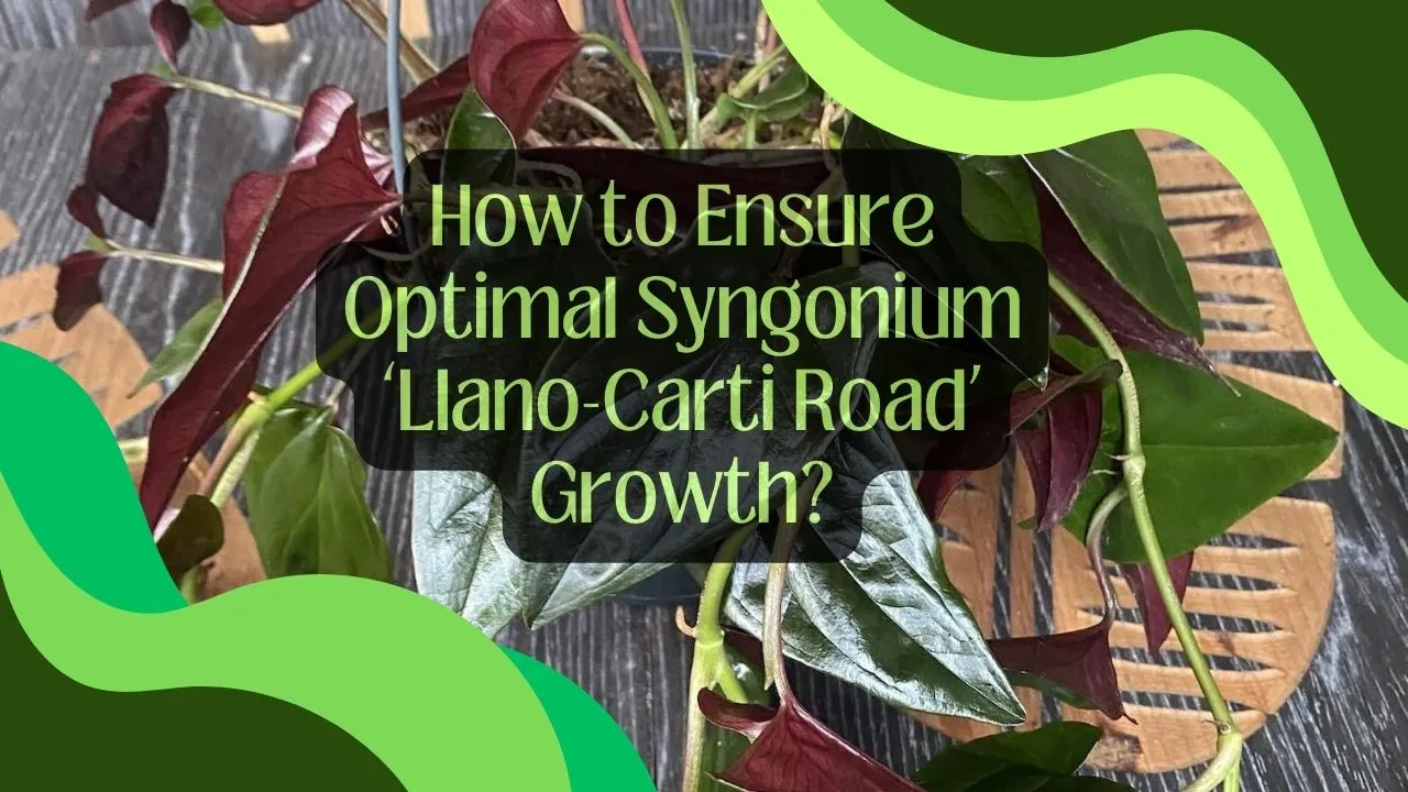 How to Ensure Optimal Syngonium ‘Llano-Carti Road’ Growth?