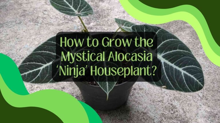 How to Grow the Mystical Alocasia ‘Ninja’ Houseplant?