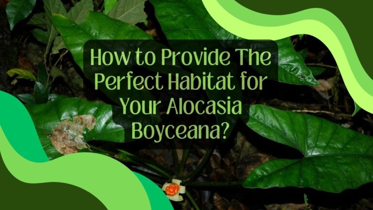 How to Provide The Perfect Habitat for Your Alocasia Boyceana?